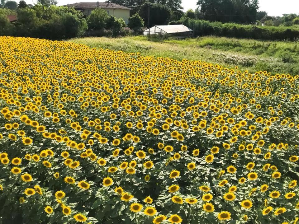 Apartmán Fattoria Il Giardo Pietrasanta Exteriér fotografie